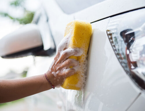 Provisio incongruous feline nolo